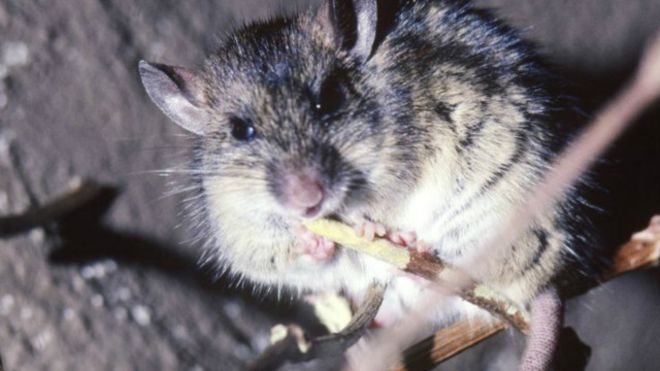 الفئران تتسبب في الكثير من الأمراض، منها حمى لاسا